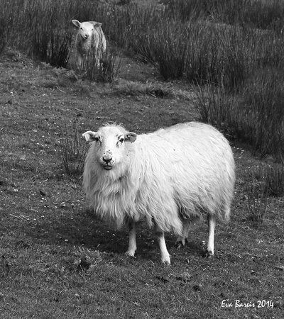 Beara Sheep