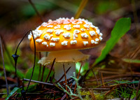 Lil' Fly Agaric