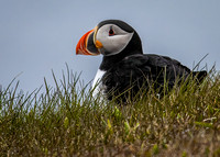 Puffin in the Grasses