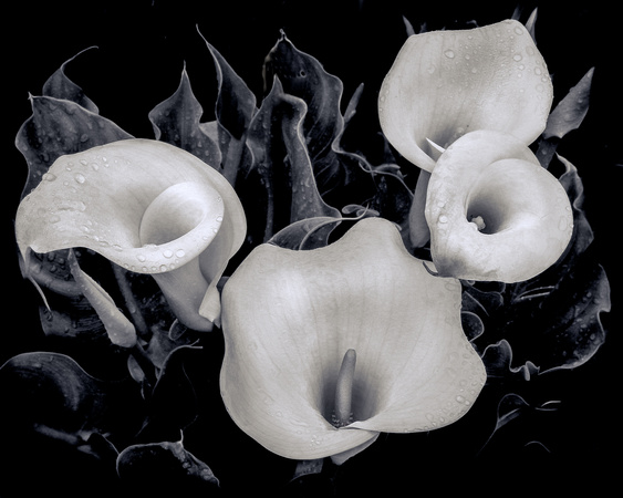 Callas in Black and White