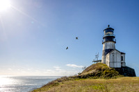 Lighthouse Birds