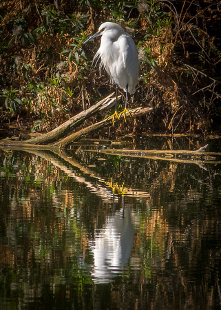 Reflection